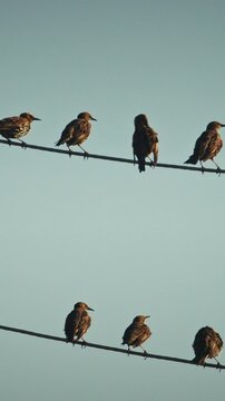 Birds Common Starling siting on wires summer evening. Juvenile European starlings are