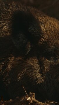 Wild Boar Sus Scrofa, Also Known As The Wild Swine, Eurasian Wild Pig lying In Autumn Forest. Wild