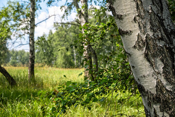 Fototapeta premium Birch tree trunk with green leafy branches beside a sunny meadow and forest