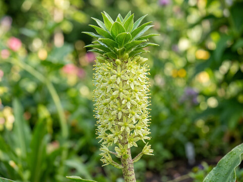 Beautiful green pineapple lily flower blooming in a sunny garden