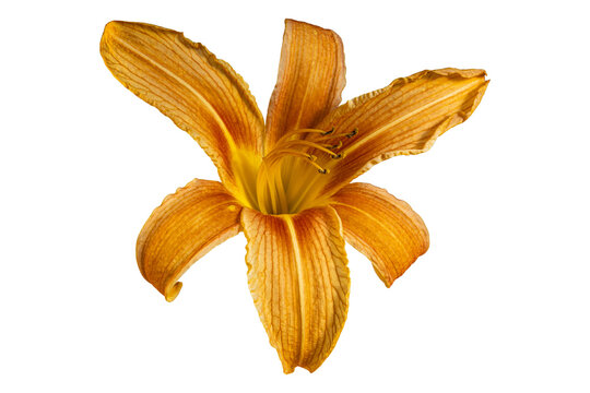 Orange daylily blossom closeup with stamens pistil botanical macro