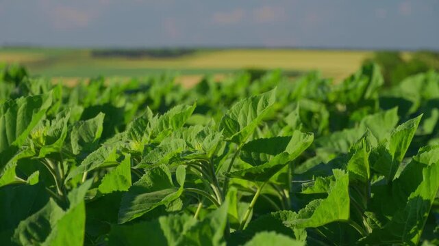 Close up view of young green sunflower leaves and buds growing in a vast agricultural field during summer day with soft natural lighting and blurred background