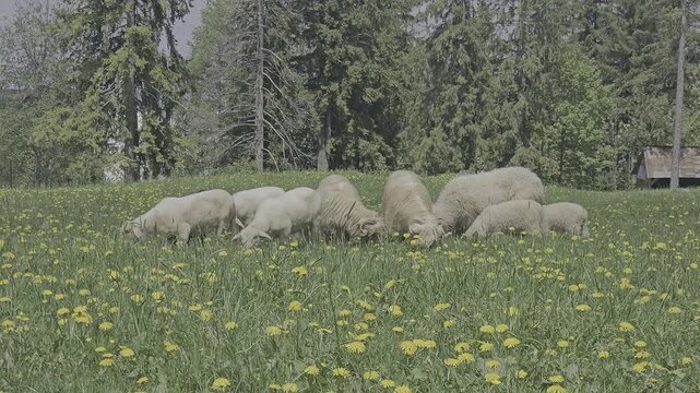 Flock of domestic sheep and one black sheep grazing in green meadow full of yellow dandelion flowers against pine tree forest. Sustainable livestock farming and organic agriculture concept video.