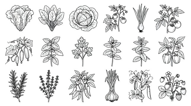 Vintage hand drawn vegetable icons set, 18 organic garden plant sketches, black and white line art botanical illustrations for farm to table branding