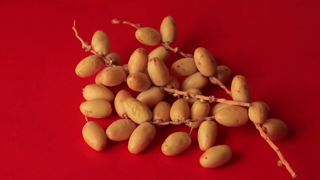 Fresh raw yellow dates on a branch isolated on a red background organic healthy fruit from a date palm tree, closeup view of a cluster of fresh dates