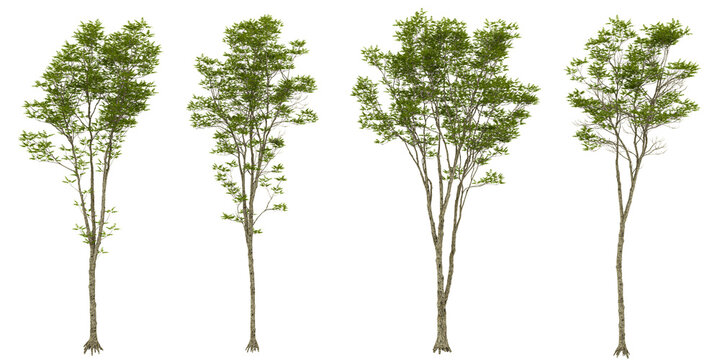 3d illustration of Fraxinus plants on transparent background