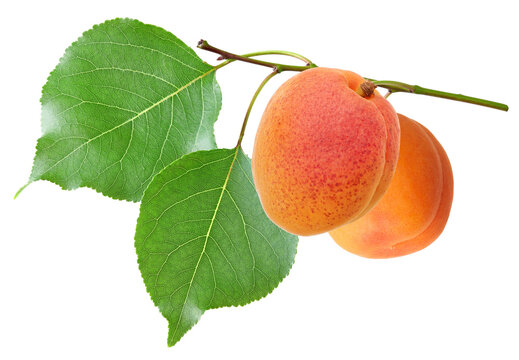 apricot green leaf isolated on white background. clipping path