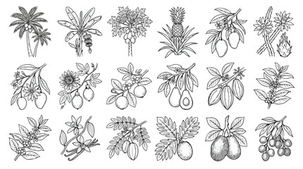 Fototapeta premium Vintage tropical fruit sketches, set of 18 hand drawn botanical illustrations. Black and white exotic plant line art icons for organic food packaging.
