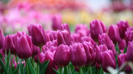 Obraz premium Pink Magenta Tulips Closeup