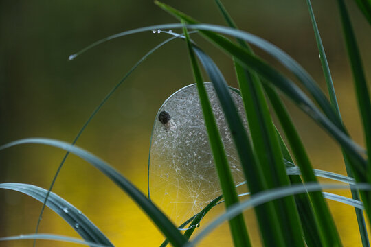 Spider egg sac with newly hatched spiderlings on a web in natural habitat
Close-up of a spider egg sac surrounded by hundreds of newly hatched spiderlings on a delicate web among green grass. Wildlife