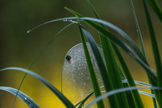 Spider egg sac with newly hatched spiderlings on a web in natural habitat
Close-up of a spider egg sac surrounded by hundreds of newly hatched spiderlings on a delicate web among green grass. Wildlife