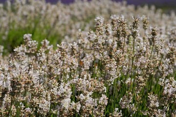 Obraz premium Large dense bush of white lavender flowers. Full frame texture of a field of white flowers. White lavender.