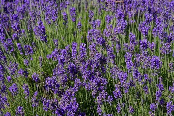 Obraz premium Texture of a blooming lavender field. Lush blooming purple lavender field with shallow depth of field and soft selective focus.