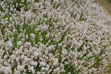Obraz premium Large dense bush of white lavender flowers. Full frame texture of a field of white flowers. White lavender.