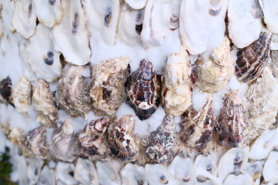 Many natural oyster shells are carefully arranged to form a textured surface pattern reflecting sunlight on a peaceful beach during the golden hour of the afternoon.