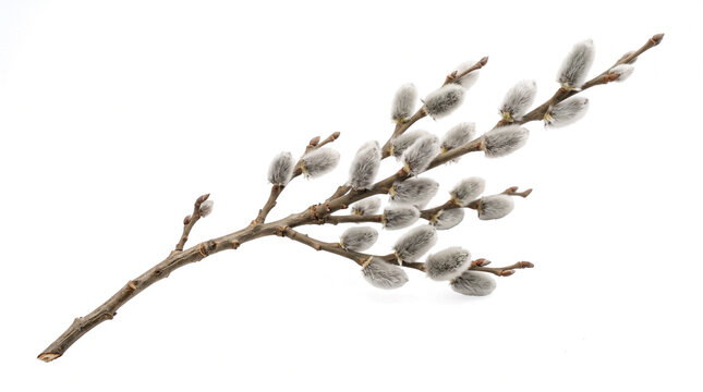 Slender branch of pussy willow covered with numerous soft fuzzy silver-grey catkins emerging in early spring