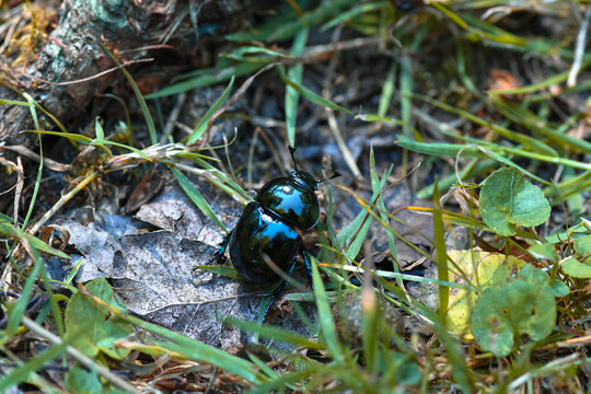 Shiny dung beetle crawling through forest leaf litter