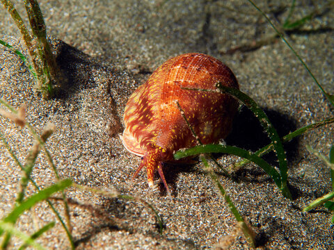 Close-up of a marine shelled sea snail moving across a sandy seafloor among short seagrass during a night dive at Lighthouse, Anilao, Philippines.
