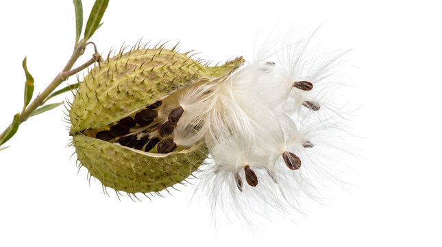 Spiky green balloon cotton bush pod bursting open to release fluffy white seeds attached to silky filaments
