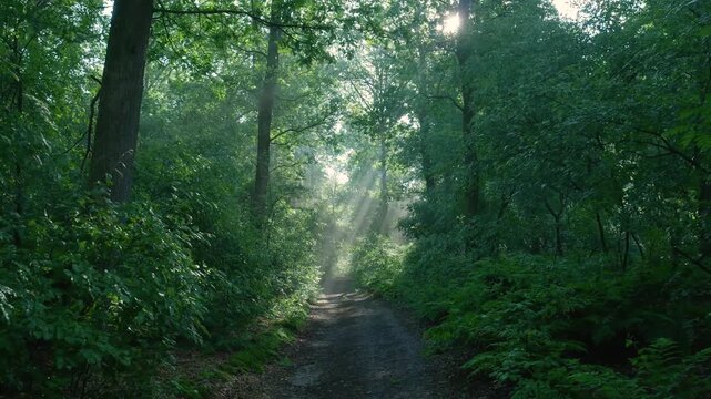 Sunlight filtering through lush green forest trees