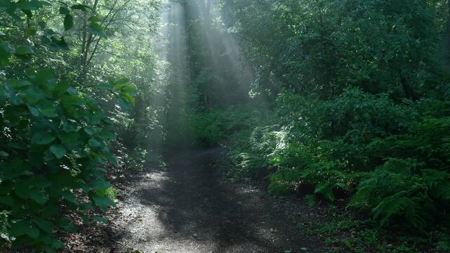 Sun rays shining through lush green forest canopy