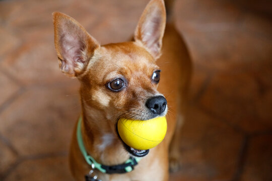 Chihuahua Holding Yellow Ball in Mouth