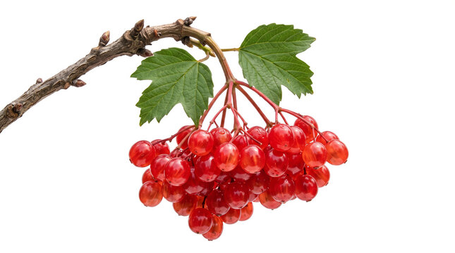 Vibrant cluster of glossy red guelder rose berries suspended from a textured woody twig with characteristic lobed green foliage