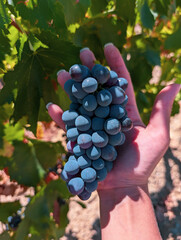 hand picking grapes © Tatiana