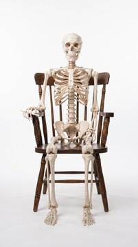Halloween A full skeleton model is seated on a dark wooden chair against a white backdrop, appearing as if it is resting or waiting.