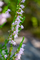 Fototapeta premium Pink heather flowers blooming on green stem