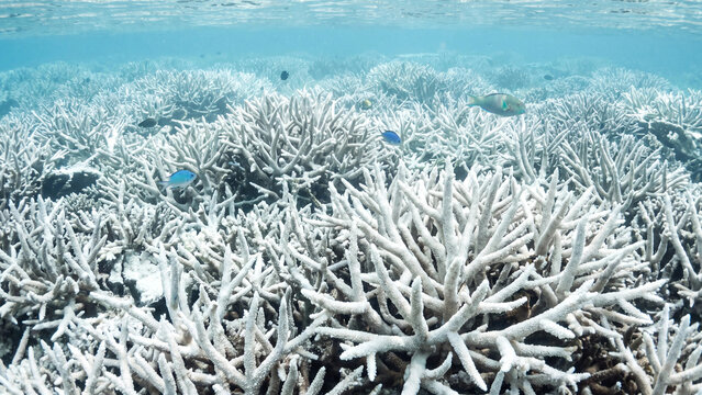 Bleached coral reef ecosystem underwater with small tropical fish swimming in the clear blue ocean water