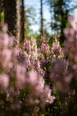 Obraz premium Wild heather blossoms glowing in forest light