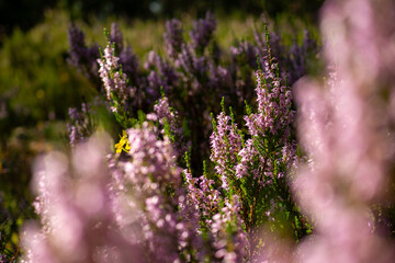 Obraz premium Blooming heather field with yellow wildflower accent