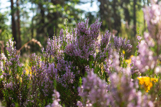 Pink heather in bloom with yellow wildflower