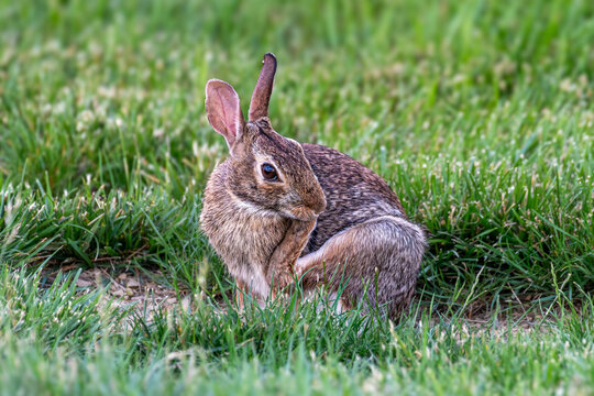 Eastern Cotton-tailed Rabbit scratching its itchy chin wit its paws.