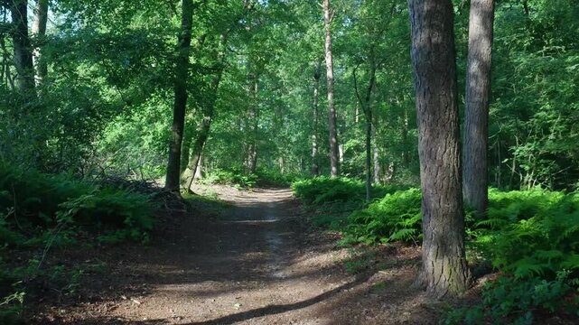 Scenic path walking through a lush green forest