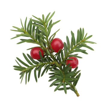 Close-up of a yew sprig with needle leaves and crimson red berries isolated against a transparent background, botanical scientific study atmosphere