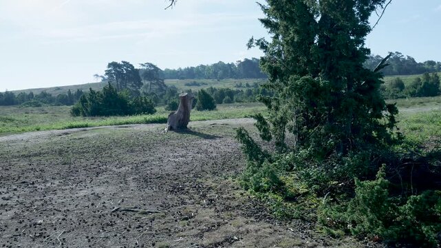 Handheld shot of beautiful landscape in rebild national park, denmark