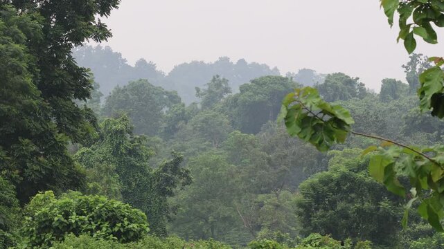 cloudy misty morning in the forest.this unedited 4k footage was taken from Chittagong,Bangladesh.