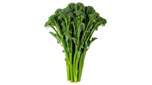 Broccolini Bunch Isolated Food Still Life in Separate Stock Variation