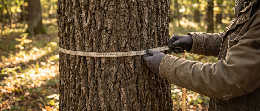 Closeup of forester measuring tree trunk circumference with tape measure in sunny forest