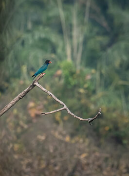 An Oriental Dollarbird (Eurystomus orientalis) perched on a dry tree branch in its natural habitat. This colorful wild bird is captured against a soft, blurred background.