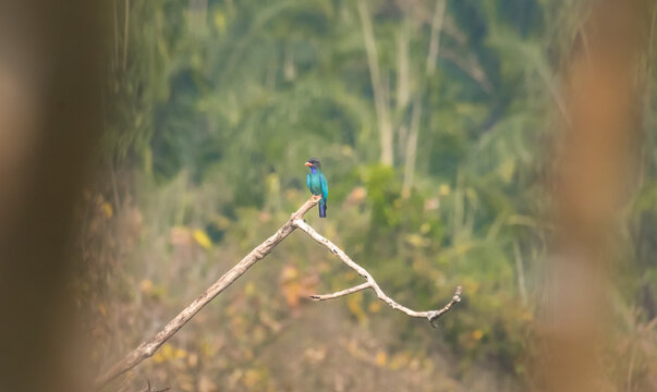 An Oriental Dollarbird (Eurystomus orientalis) perched on a dry tree branch in its natural habitat. This colorful wild bird is captured against a soft, blurred background.
