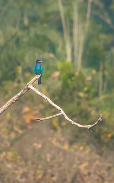 An Oriental Dollarbird (Eurystomus orientalis) perched on a dry tree branch in its natural habitat. This colorful wild bird is captured against a soft, blurred background.