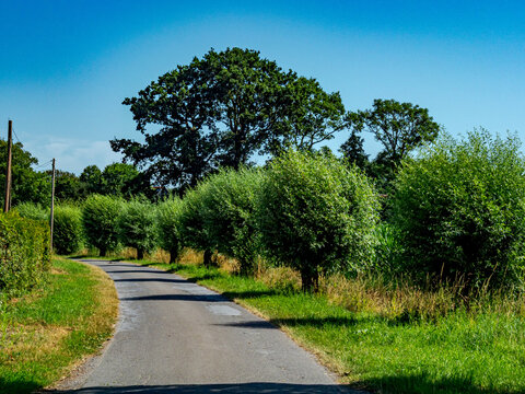 Winding asphalt country road lined with green pollard willow trees in Coesfeld landscape under a blue sky
