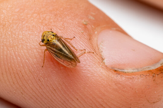 Kleinzikade (Cicadellidae) sitzt auf einem Finger
