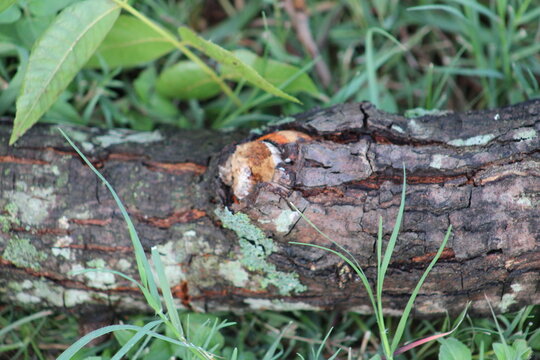 Pecan log