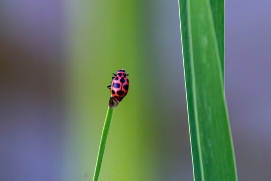 Pink Spotted Lady Beetle perched on the tip of a grass blade with the silken cocoon of a parasitic wasp (Dinocampus coccinellae).