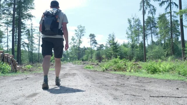 Hiker walking down a wide forest path on a sunny day