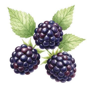 Three plump blackberries with glossy purple drupelets and vibrant green leaves in a watercolor style isolated on white fresh botanical study concept